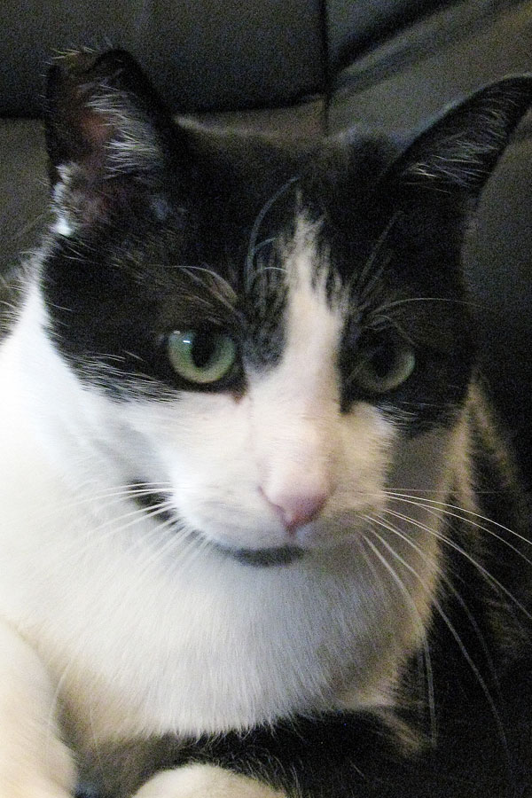 About Us Center Hill Veterinary Clinic